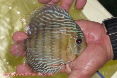 画像2: 【ワイルドディスカス】【通販】ヤムンダロイヤル【個体販売】14-15cm（生体）ヤムンダ産 (2)