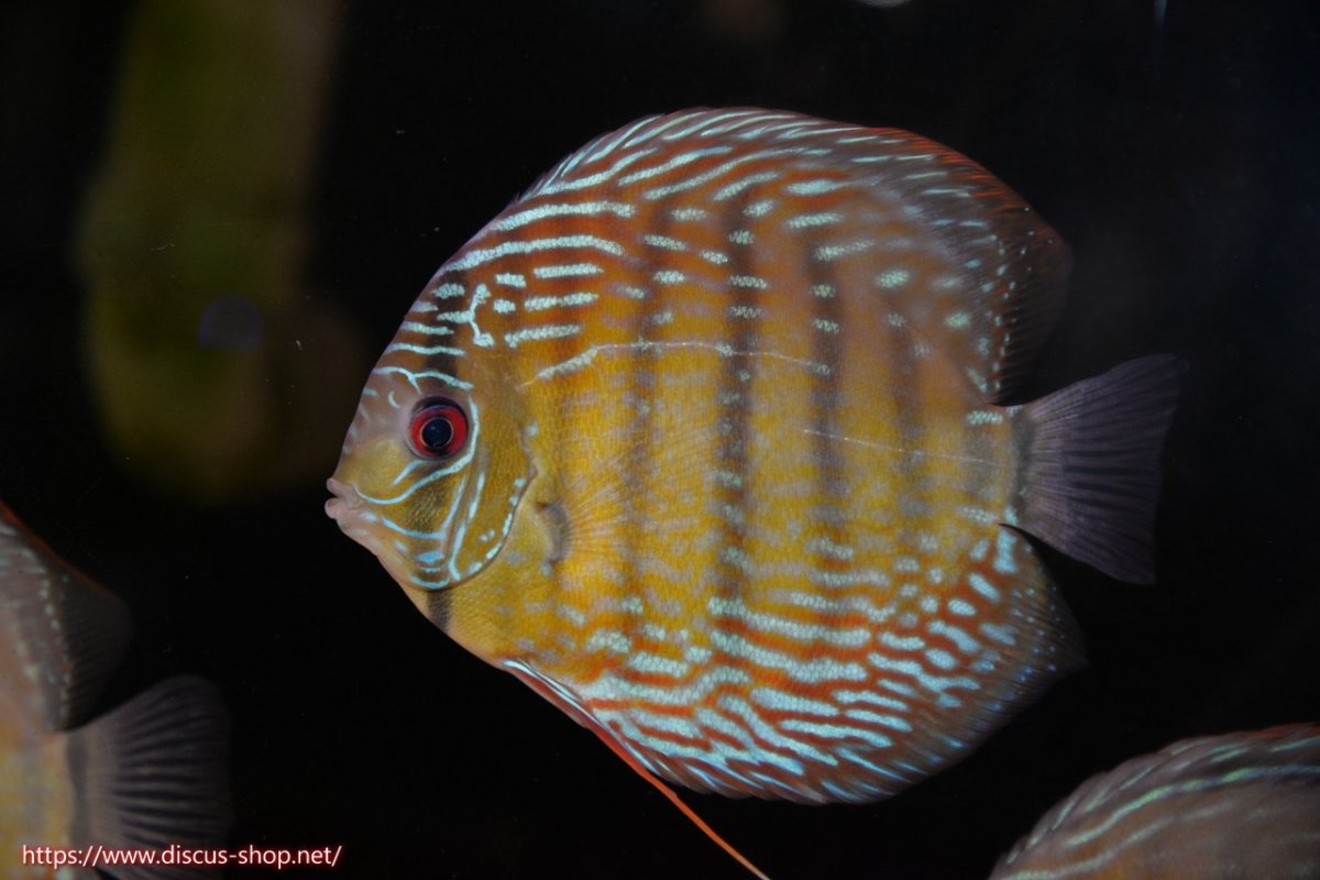 画像1: 【30周年記念セール対象個体】【ワイルドディスカス】【通販】ヤムンダロイヤル【個体販売】14-15cm（生体）ヤムンダ産 (1)