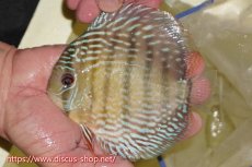 画像1: 【ワイルドディスカス】【通販】ヤムンダロイヤル【個体販売】14-15cm（生体）ヤムンダ産 (1)