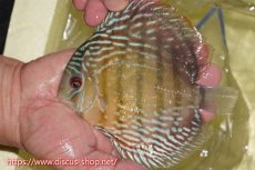 画像1: 【ワイルドディスカス】【通販】ヤムンダロイヤル【個体販売】14-15cm（生体）ヤムンダ産 (1)