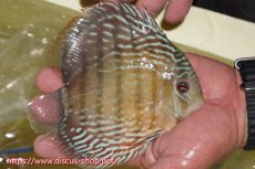 画像2: 【ワイルドディスカス】【通販】ヤムンダロイヤル【個体販売】14-15cm（生体）ヤムンダ産 (2)