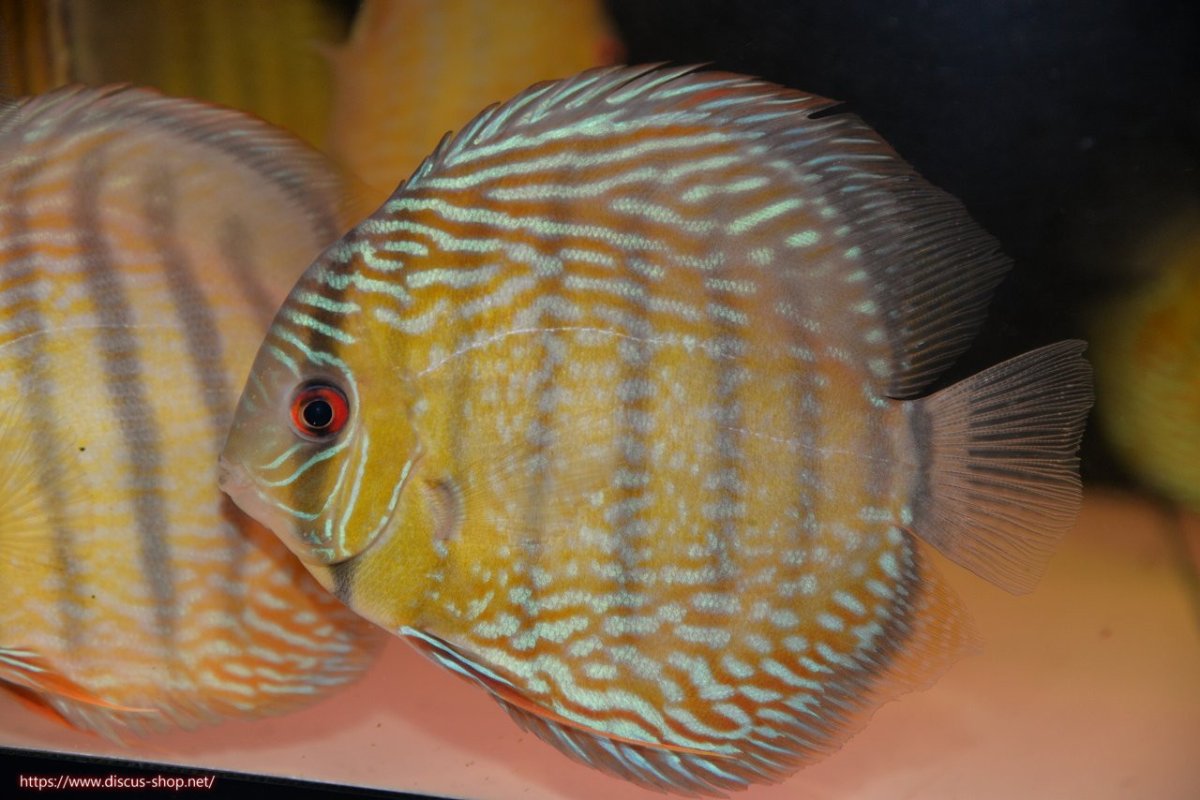 画像1: 【30周年記念セール対象個体】【ワイルドディスカス】【通販】ヤムンダロイヤル【個体販売】14-15cm（生体）ヤムンダ産 (1)