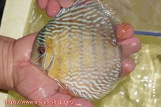 画像1: 【ワイルドディスカス】【通販】ヤムンダロイヤル【個体販売】14-15cm（生体）ヤムンダ産 (1)