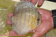 画像3: 【30周年記念セール対象個体】【ワイルドディスカス】【通販】ヤムンダロイヤル【個体販売】14-15cm（生体）ヤムンダ産 (3)