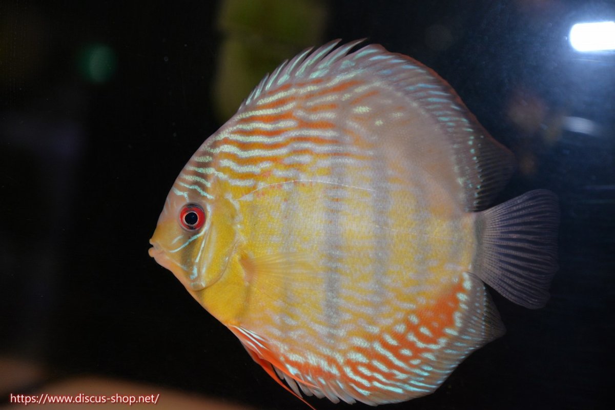 画像1: 【30周年記念セール対象個体】【ワイルドディスカス】【通販】ヤムンダロイヤル【個体販売】14-15cm（生体）ヤムンダ産 (1)