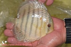 画像3: 【30周年記念セール対象個体】【ワイルドディスカス】【通販】ヤムンダロイヤル【個体販売】14-15cm（生体）ヤムンダ産 (3)