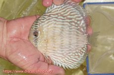 画像1: 【ワイルドディスカス】【通販】ヤムンダスーパーロイヤル【個体販売】14-15cm（生体）ヤムンダ産 (1)