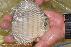 画像3: 【ワイルドディスカス】【通販】ヤムンダスーパーロイヤル（金目）【個体販売】14-15cm（生体）ヤムンダ産 (3)