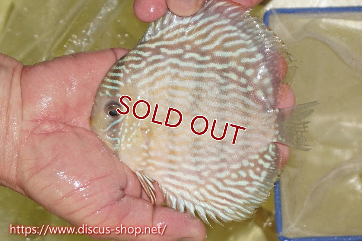 画像4: 【ワイルドディスカス】【通販】ヤムンダスーパーロイヤル（金目）【個体販売】14-15cm（生体）ヤムンダ産 (4)