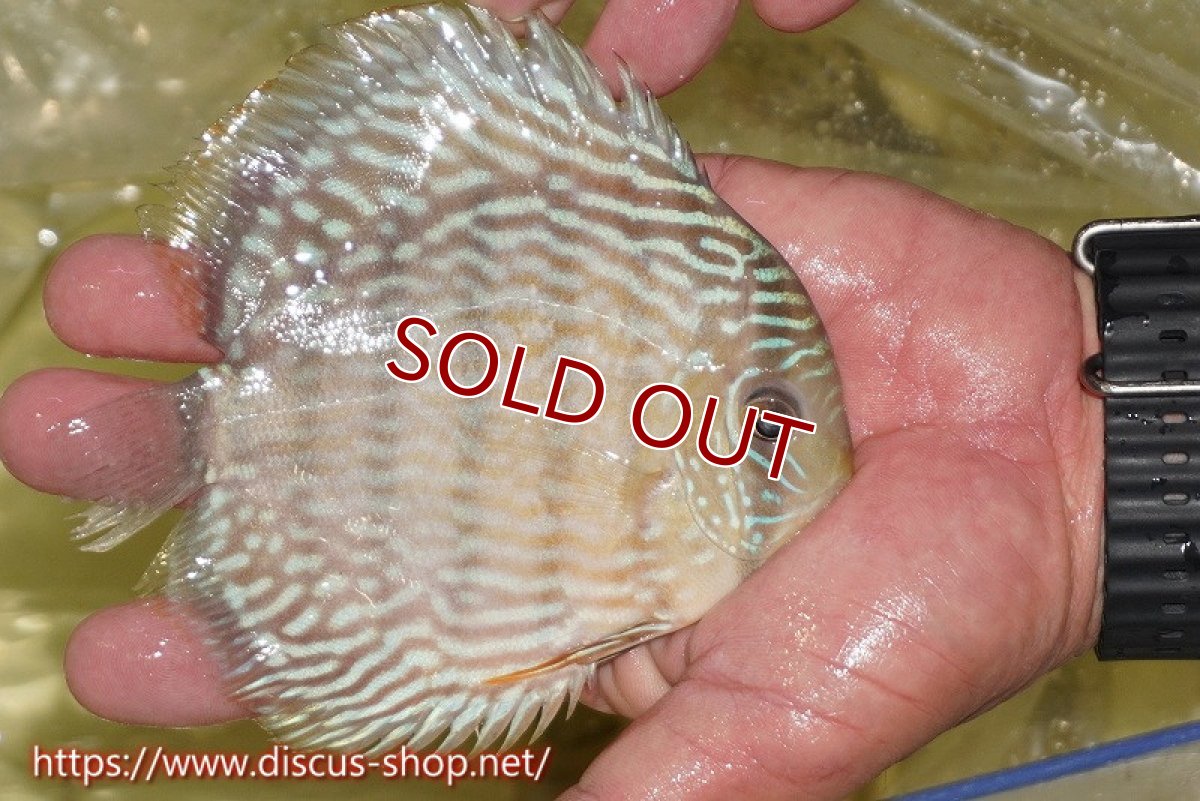 画像5: 【ワイルドディスカス】【通販】ヤムンダスーパーロイヤル（金目）【個体販売】14-15cm（生体）ヤムンダ産 (5)