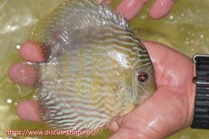 画像2: 【ワイルドディスカス】【通販】ヤムンダロイヤル【個体販売】14-15cm（生体）ヤムンダ産 (2)