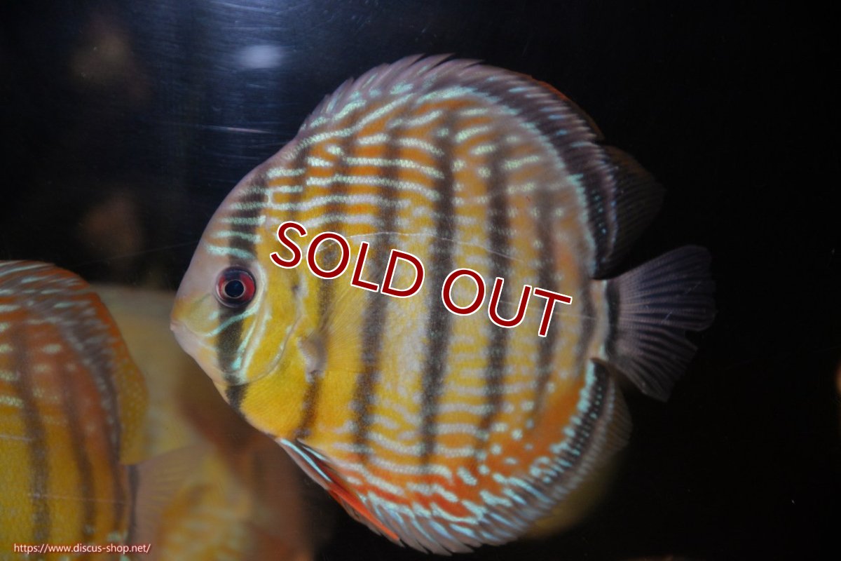 画像1: 【ワイルドディスカス】【通販】ヤムンダロイヤル【個体販売】14-15cm（生体）ヤムンダ産 (1)