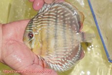 画像1: 【ワイルドディスカス】【通販】ヤムンダロイヤル【個体販売】14-15cm（生体）ヤムンダ産 (1)