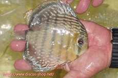 画像2: 【ワイルドディスカス】【通販】ヤムンダロイヤル【個体販売】14-15cm（生体）ヤムンダ産 (2)