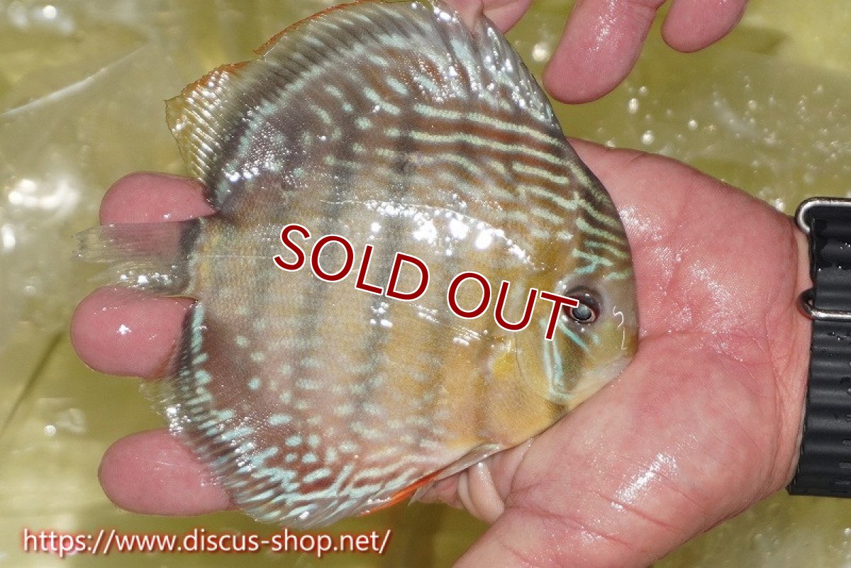 画像4: 【ワイルドディスカス】【通販】ヤムンダロイヤル【個体販売】14-15cm（生体）ヤムンダ産 (4)