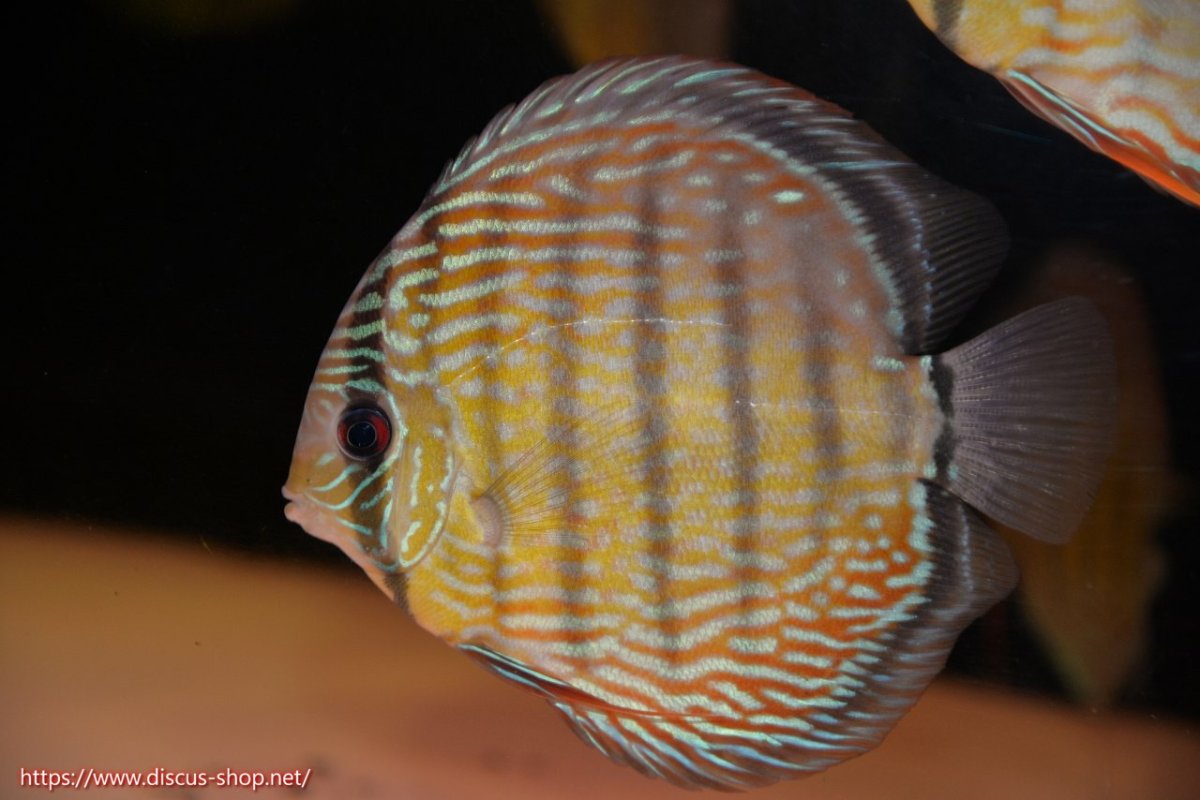 画像1: 【30周年記念セール対象個体】【ワイルドディスカス】【通販】ヤムンダロイヤル【個体販売】14-15cm（生体）ヤムンダ産 (1)