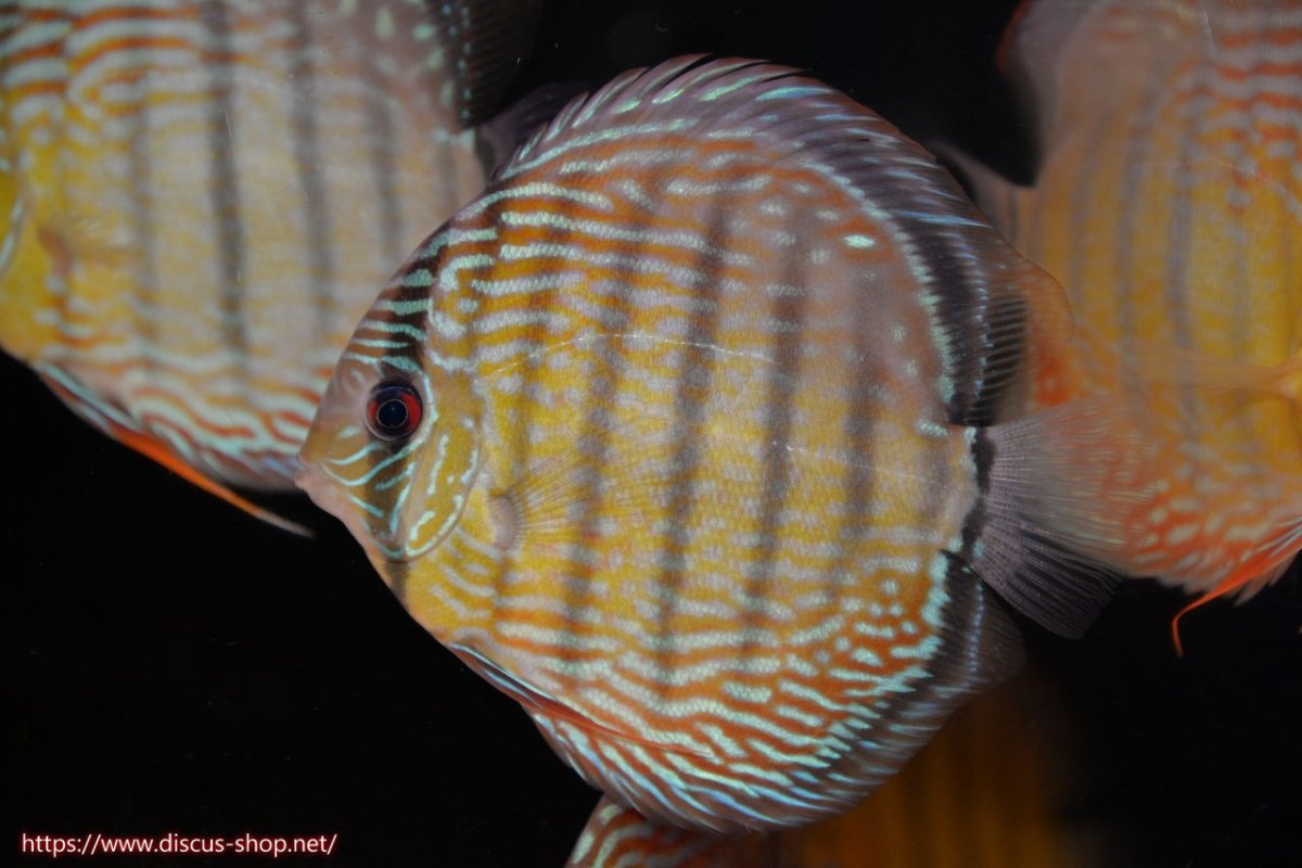 画像2: 【30周年記念セール対象個体】【ワイルドディスカス】【通販】ヤムンダロイヤル【個体販売】14-15cm（生体）ヤムンダ産 (2)