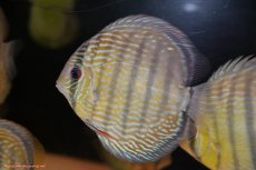 画像4: 【30周年記念セール対象個体】【ワイルドディスカス】【通販】ヤムンダロイヤル【個体販売】14-15cm（生体）ヤムンダ産 (4)