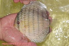 画像6: 【30周年記念セール対象個体】【ワイルドディスカス】【通販】ヤムンダロイヤル【個体販売】14-15cm（生体）ヤムンダ産 (6)