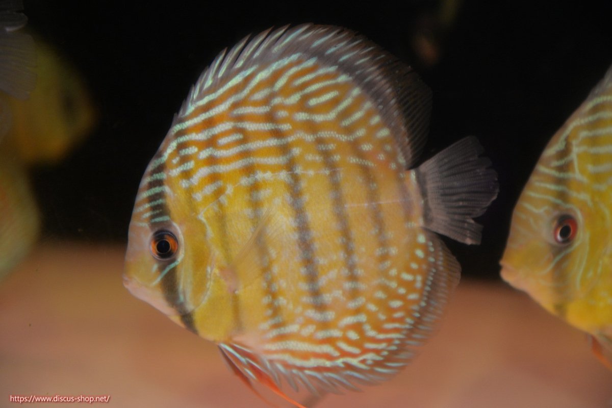 画像1: 【30周年記念セール対象個体】【ワイルドディスカス】【通販】ヤムンダロイヤル（オレンジ目）【個体販売】14-15cm（生体）ヤムンダ産 (1)