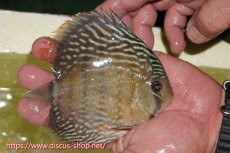 画像2: 【ワイルドディスカス】【通販】ヤムンダロイヤル【個体販売】14-15cm（生体）ヤムンダ産 (2)