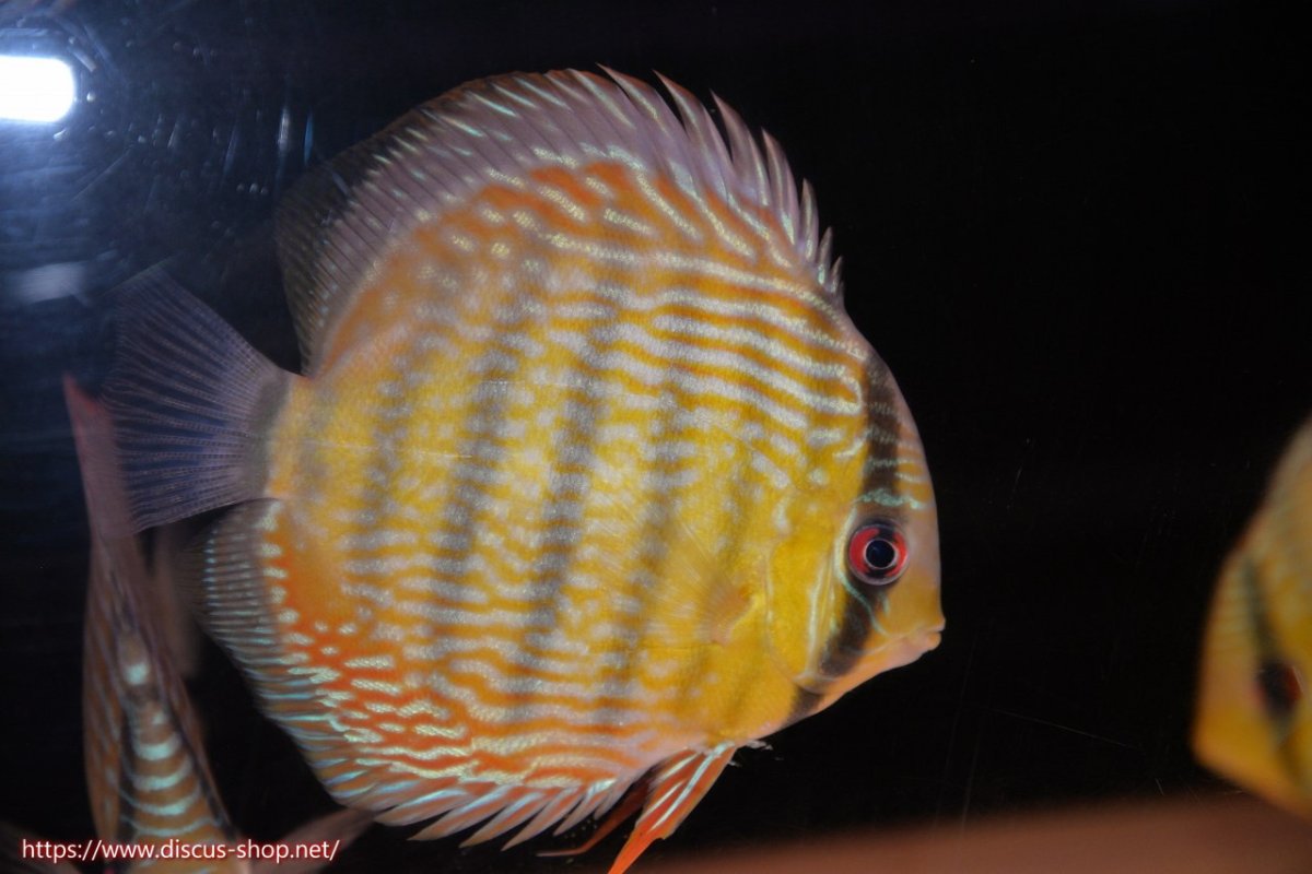 画像1: 【30周年記念セール対象個体】【ワイルドディスカス】【通販】ヤムンダロイヤル【個体販売】14-15cm（生体）ヤムンダ産 (1)