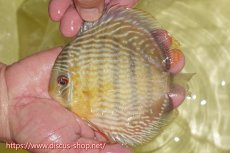 画像1: 【ワイルドディスカス】【通販】ヤムンダロイヤル【個体販売】14-15cm（生体）ヤムンダ産 (1)