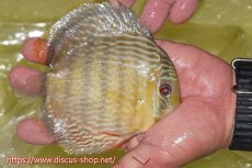 画像3: 【30周年記念セール対象個体】【ワイルドディスカス】【通販】ヤムンダロイヤル【個体販売】14-15cm（生体）ヤムンダ産 (3)