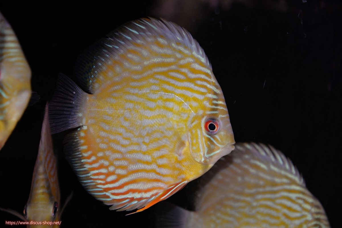 画像1: 【30周年記念セール対象個体】【ワイルドディスカス】【通販】ヤムンダロイヤル　ヤングスター【個体販売】11-12cm（生体）ヤムンダ産 (1)