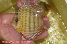 画像1: 【ワイルドディスカス】【通販】ヤムンダロイヤル　ヤングスター【個体販売】11-12cm（生体）ヤムンダ産 (1)