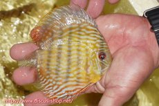 画像4: 【30周年記念セール対象個体】【ワイルドディスカス】【通販】ヤムンダロイヤル　ヤングスター【個体販売】11-12cm（生体）ヤムンダ産 (4)