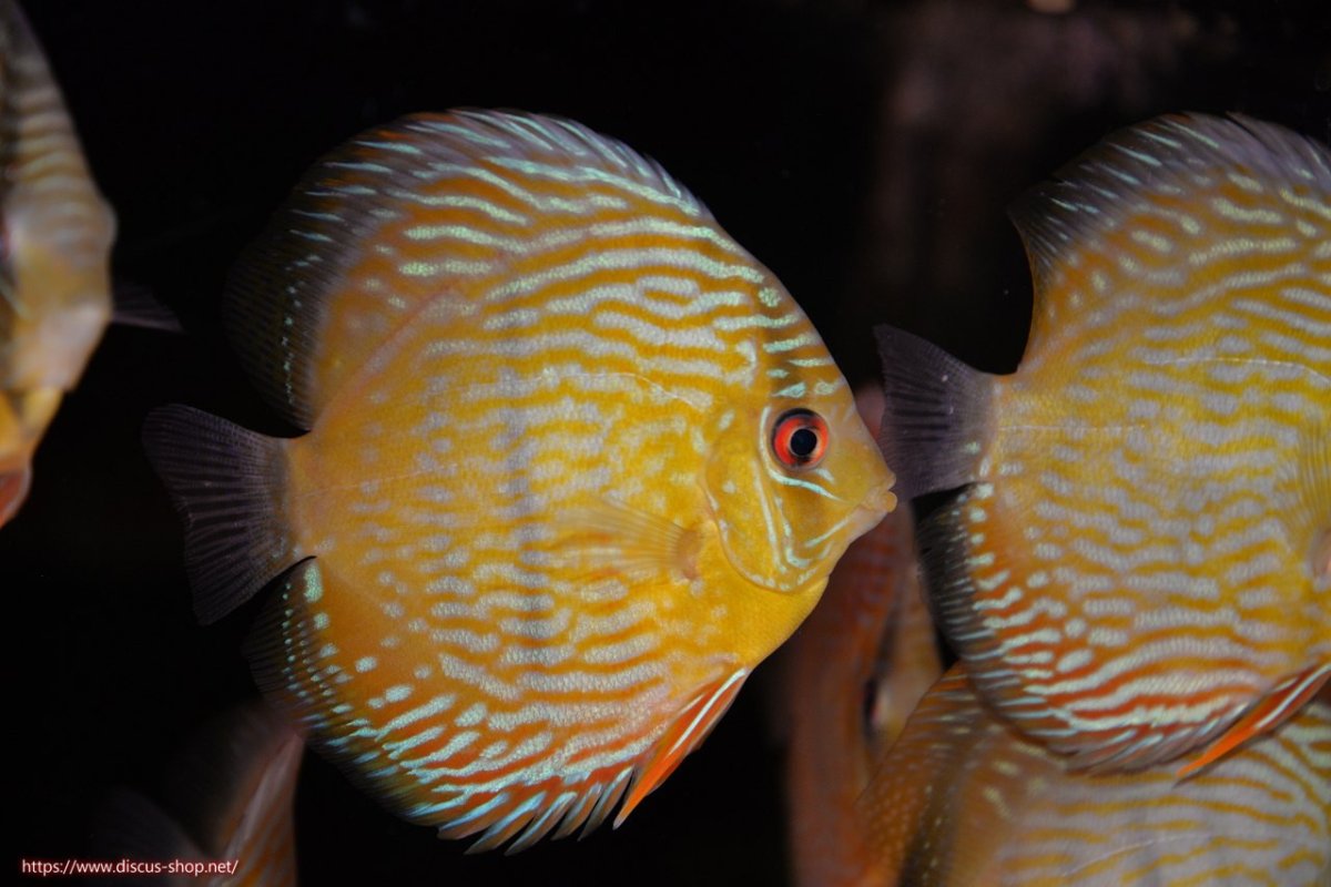 画像1: 【30周年記念セール対象個体】【ワイルドディスカス】【通販】ヤムンダロイヤル　ヤングスター【個体販売】11-12cm（生体）ヤムンダ産 (1)