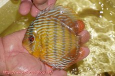 画像1: 【ワイルドディスカス】【通販】ヤムンダロイヤル　ヤングスター【個体販売】11-12cm（生体）ヤムンダ産 (1)