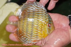 画像3: 【30周年記念セール対象個体】【ワイルドディスカス】【通販】ヤムンダロイヤル　ヤングスター【個体販売】11-12cm（生体）ヤムンダ産 (3)