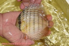 画像1: 【ワイルドディスカス】【通販】ヤムンダロイヤル　ヤングスター【個体販売】11-12cm（生体）ヤムンダ産 (1)