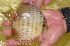 画像2: 【ワイルドディスカス】【通販】ヤムンダロイヤル　ヤングスター【個体販売】11-12cm（生体）ヤムンダ産 (2)