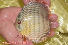 画像1: 【ワイルドディスカス】【通販】ヤムンダロイヤル　ヤングスター【個体販売】11-12cm（生体）ヤムンダ産 (1)