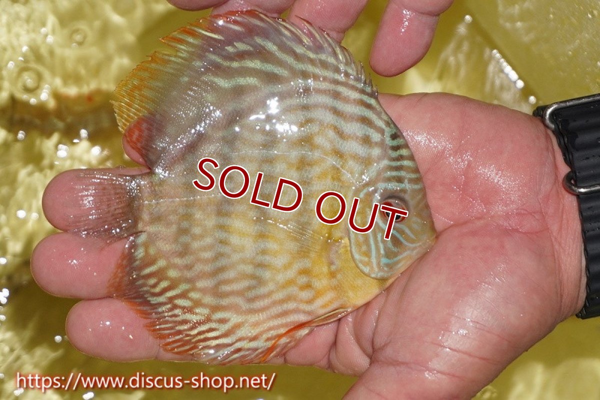 画像3: 【ワイルドディスカス】【通販】ヤムンダロイヤル　ヤングスター【個体販売】11-12cm（生体）ヤムンダ産 (3)