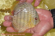 画像3: 【ワイルドディスカス】【通販】ヤムンダロイヤル　ヤングスター【個体販売】11-12cm（生体）ヤムンダ産 (3)
