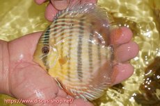 画像1: 【ワイルドディスカス】【通販】ヤムンダロイヤル　ヤングスター【個体販売】11-12cm（生体）ヤムンダ産 (1)