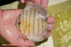 画像1: 【ワイルドディスカス】【通販】ヤムンダロイヤル　ヤングスター【個体販売】11-12cm（生体）ヤムンダ産 (1)