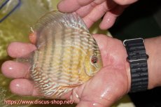 画像2: 【ワイルドディスカス】【通販】ヤムンダロイヤル　ヤングスター【個体販売】11-12cm（生体）ヤムンダ産 (2)