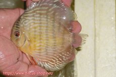 画像1: 【ワイルドディスカス】【通販】ヤムンダロイヤル　ヤングスター【個体販売】11-12cm（生体）ヤムンダ産 (1)