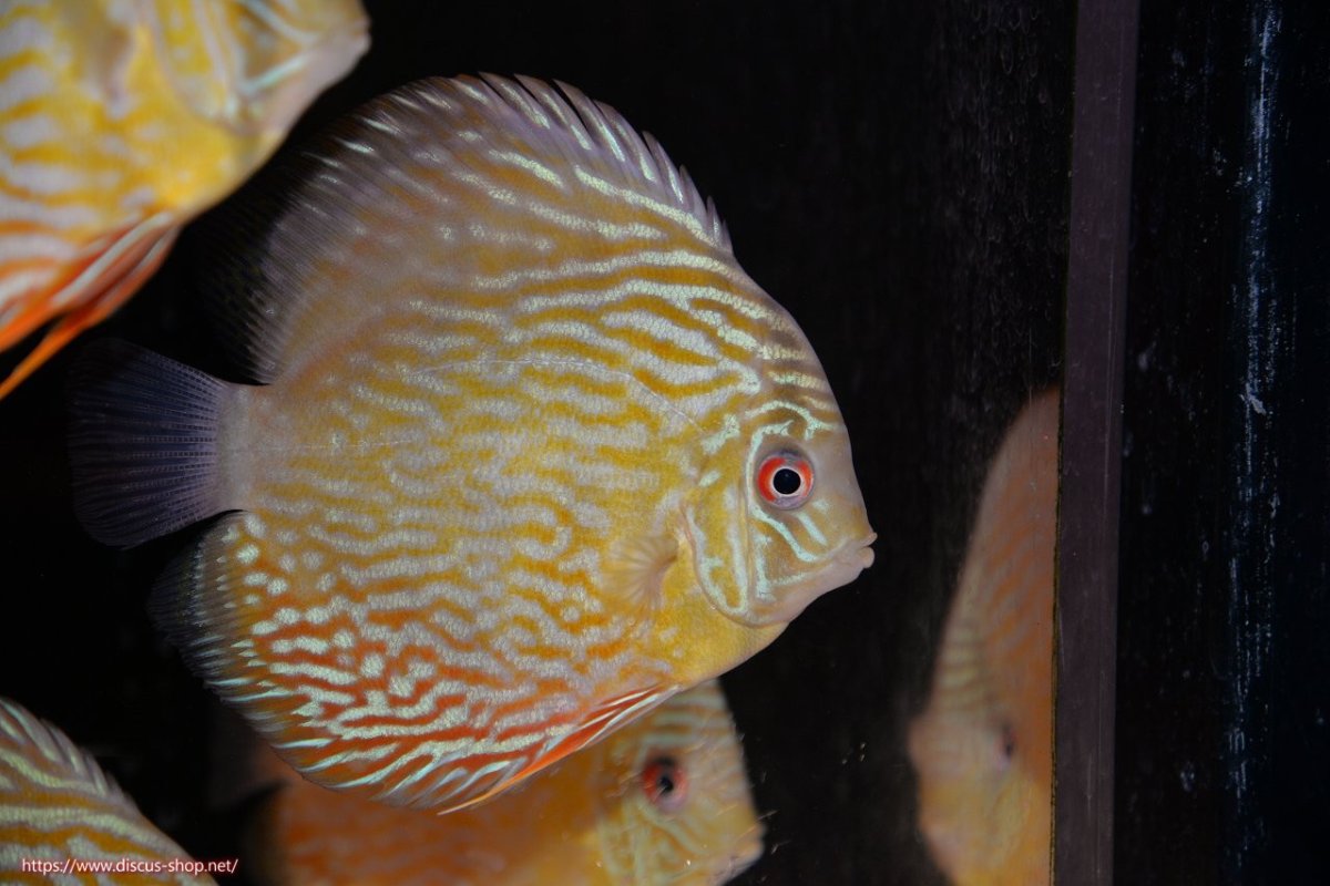 画像1: 【30周年記念セール対象個体】【ワイルドディスカス】【通販】ヤムンダロイヤル　ヤングスター【個体販売】11-12cm（生体）ヤムンダ産 (1)