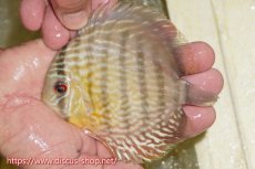 画像1: 【ワイルドディスカス】【通販】ヤムンダロイヤル　ヤングスター【個体販売】11-12cm（生体）ヤムンダ産 (1)