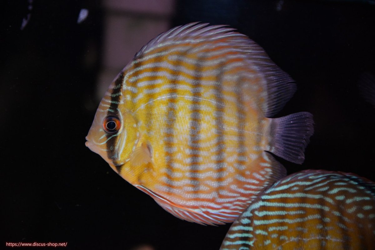 画像1: 【30周年記念セール対象個体】【ワイルドディスカス】【通販】ヤムンダロイヤル　ヤングスター【個体販売】11-12cm（生体）ヤムンダ産 (1)