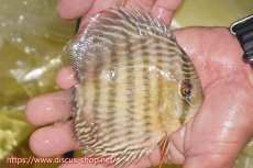 画像2: 【ワイルドディスカス】【通販】ヤムンダロイヤル　ヤングスター【個体販売】11-12cm（生体）ヤムンダ産 (2)