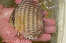 画像3: 【30周年記念セール対象個体】【ワイルドディスカス】【通販】ヤムンダロイヤル　ヤングスター【個体販売】11-12cm（生体）ヤムンダ産 (3)