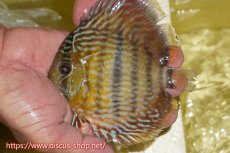 画像1: 【ワイルドディスカス】【通販】ヤムンダロイヤル　ヤングスター【個体販売】11-12cm（生体）ヤムンダ産 (1)