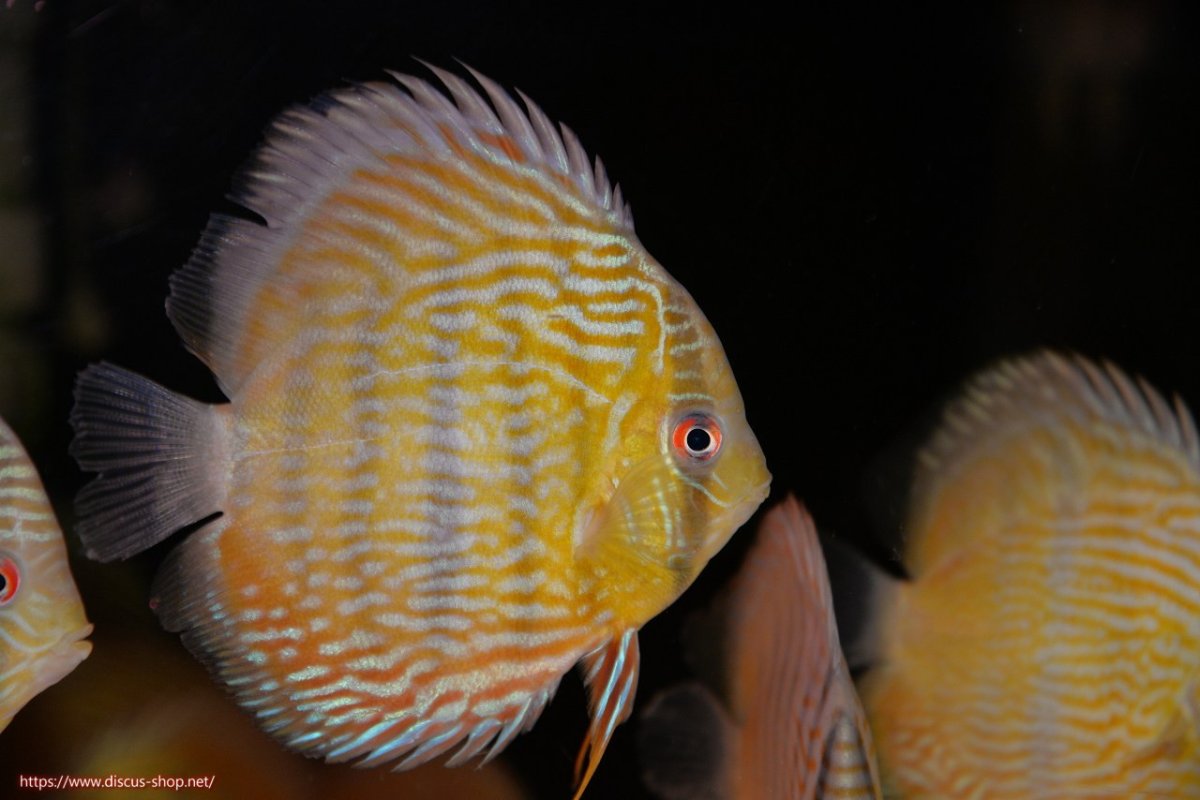 画像2: 【30周年記念セール対象個体】【ワイルドディスカス】【通販】ヤムンダロイヤル　ヤングスター【個体販売】11-12cm（生体）ヤムンダ産 (2)